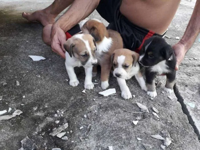 Cachorro raça Basset idade Abaixo de 2 meses nome dwadawdaw