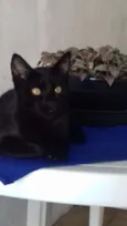 Gatos
