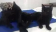 Gatos