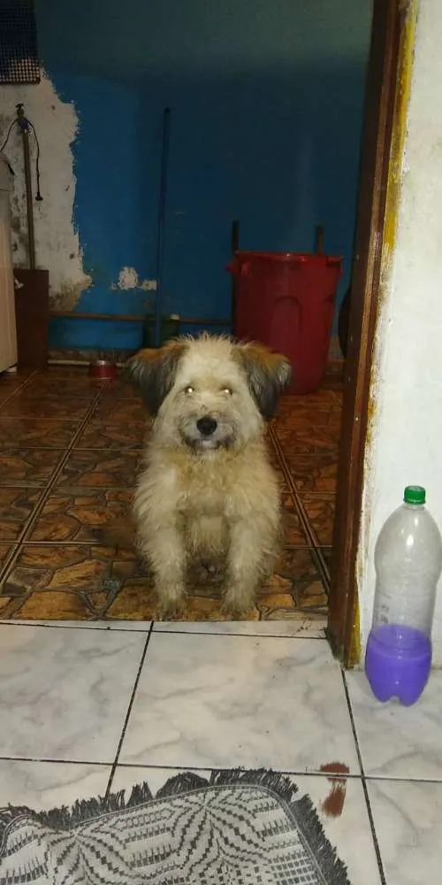Cachorro ra a SRD idade 1 ano nome maycon 