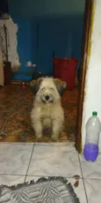 maycon