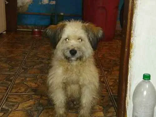 Cachorro ra a SRD idade 1 ano nome maycon 