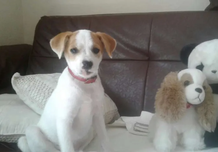Cachorro raça Indefinido idade 2 a 6 meses nome Lua