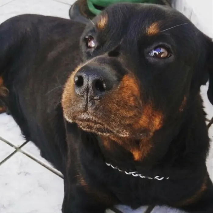 Cachorro ra a Rotweiller idade 6 ou mais anos nome Maya