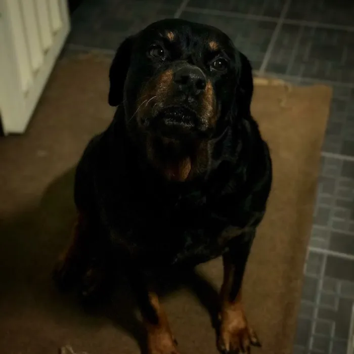 Cachorro ra a Rotweiller idade 6 ou mais anos nome Maya