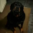 Maya