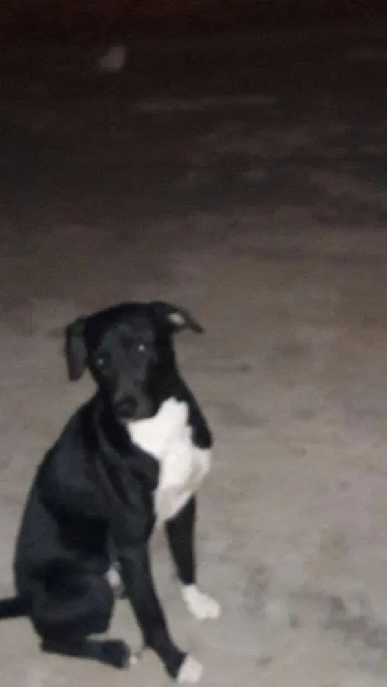 Cachorro ra a Indefinida idade 2 anos nome Pretim