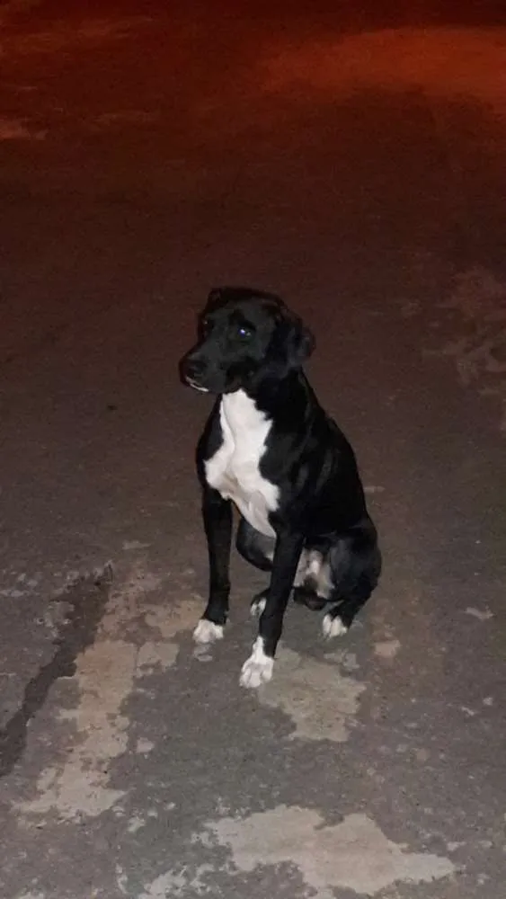 Cachorro ra a Indefinida idade 2 anos nome Pretim