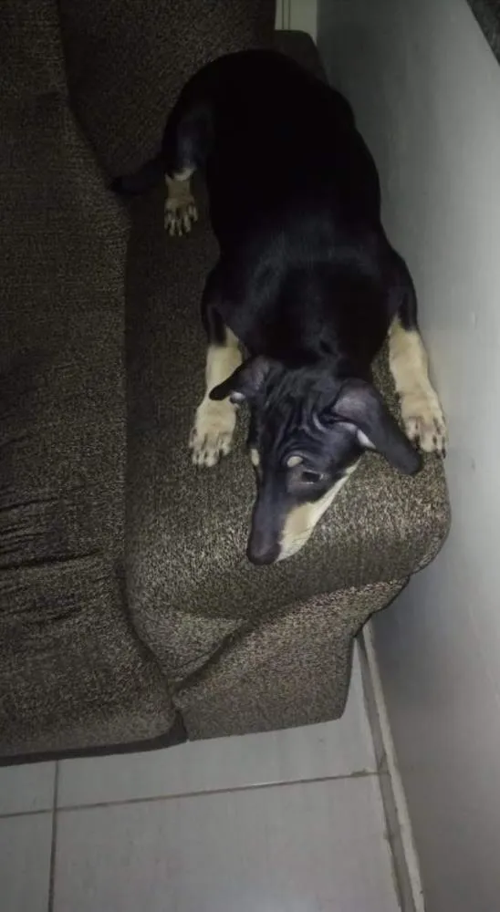 Cachorro ra a Vira lata idade 7 a 11 meses nome Duque