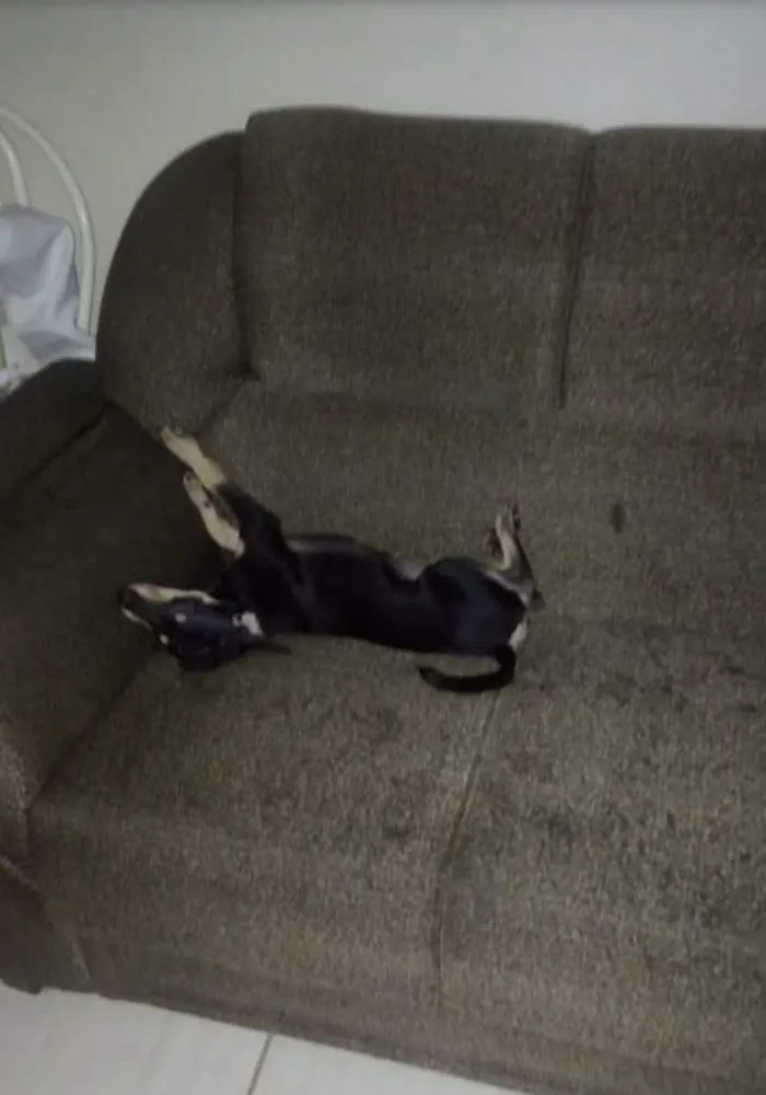 Cachorro ra a Vira lata idade 7 a 11 meses nome Duque