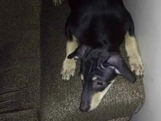 Cachorro ra a Vira lata idade 7 a 11 meses nome Duque