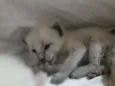 Miau