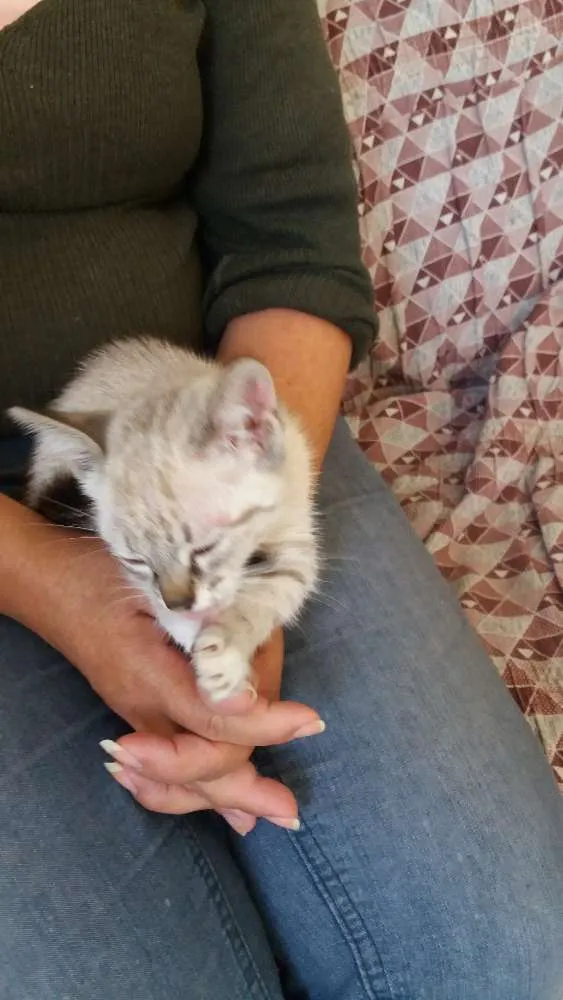 Gato raça SRD idade 2 a 6 meses nome MIMI