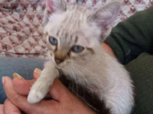 Gato raça SRD idade 2 a 6 meses nome MIMI
