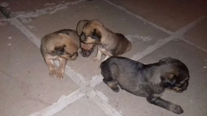 Cachorro ra a Pincher idade Abaixo de 2 meses nome Sem nome