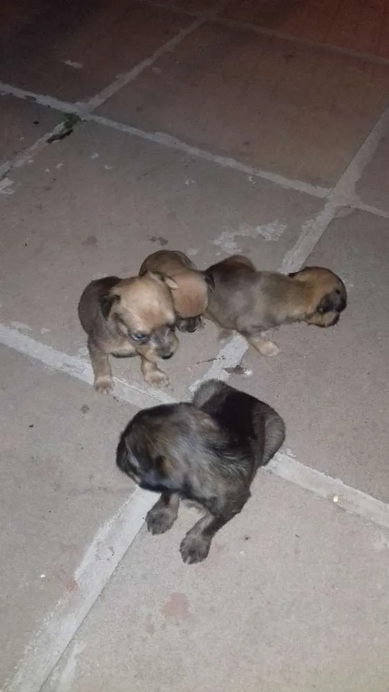 Cachorro ra a Pincher idade Abaixo de 2 meses nome Sem nome