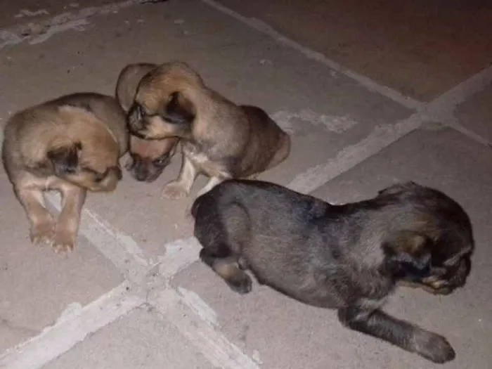 Cachorro ra a Pincher idade Abaixo de 2 meses nome Sem nome