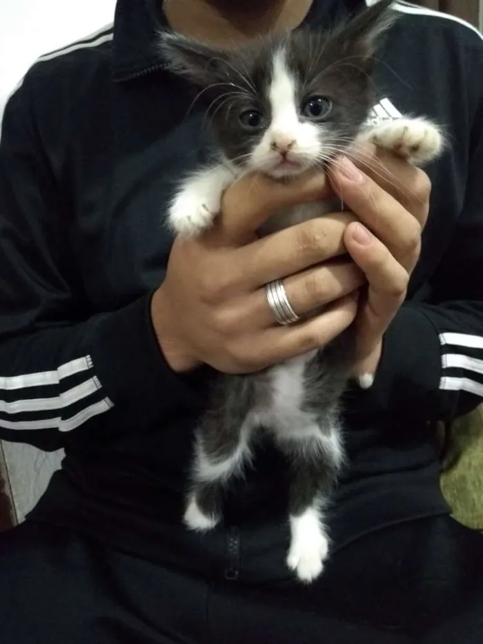 Gato ra a Misturado idade Abaixo de 2 meses nome Frajolinhas