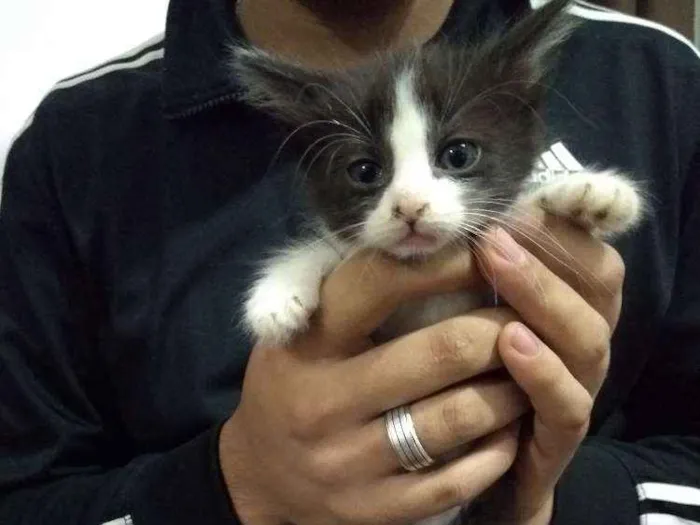 Gato ra a Misturado idade Abaixo de 2 meses nome Frajolinhas