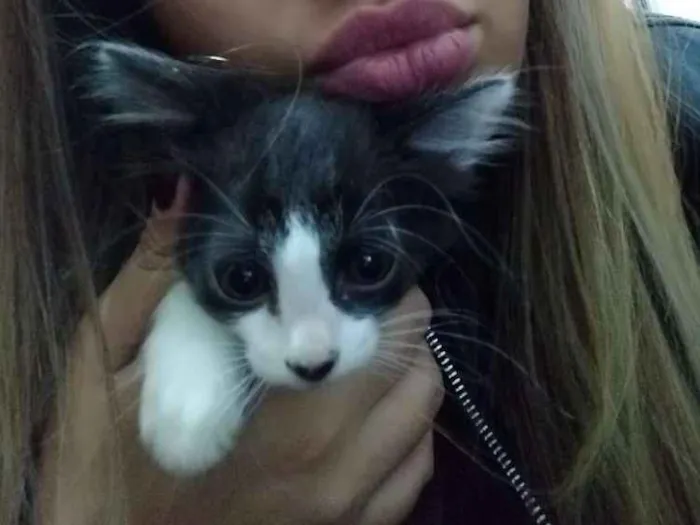 Gato ra a Misturado idade Abaixo de 2 meses nome Frajolinhas