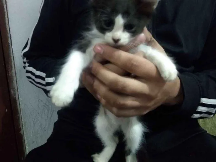 Gato ra a Misturado idade Abaixo de 2 meses nome Frajolinhas