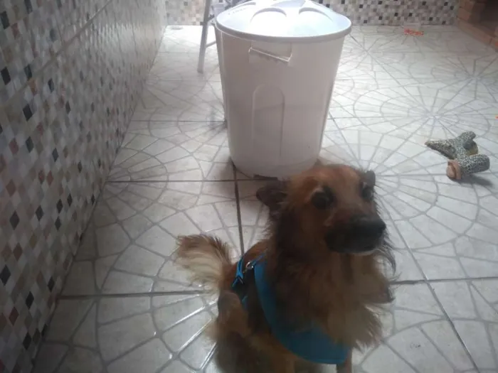 Cachorro ra a Não sei idade 5 anos nome Não sei