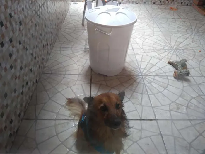 Cachorro ra a Não sei idade 5 anos nome Não sei