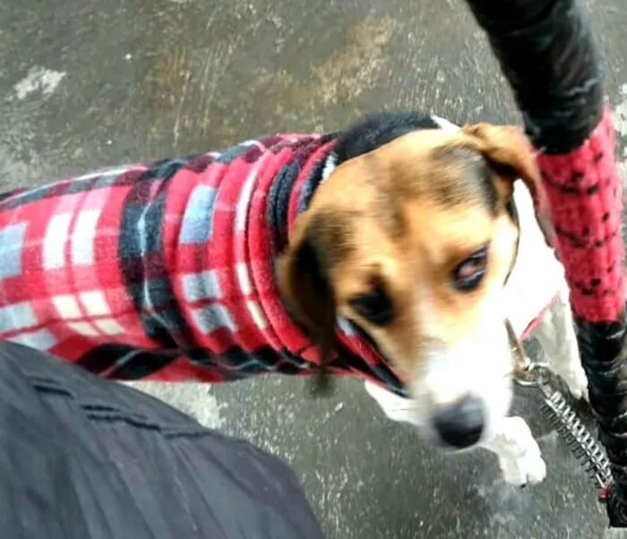 Cachorro ra a Mestiço  idade 3 anos nome Tuti