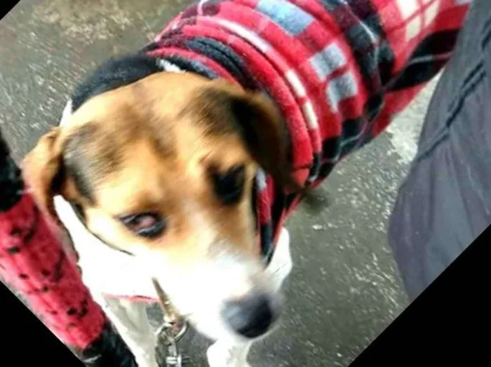 Cachorro ra a Mestiço  idade 3 anos nome Tuti