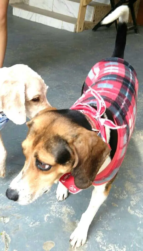 Cachorro ra a Mestiço  idade 3 anos nome Tuti