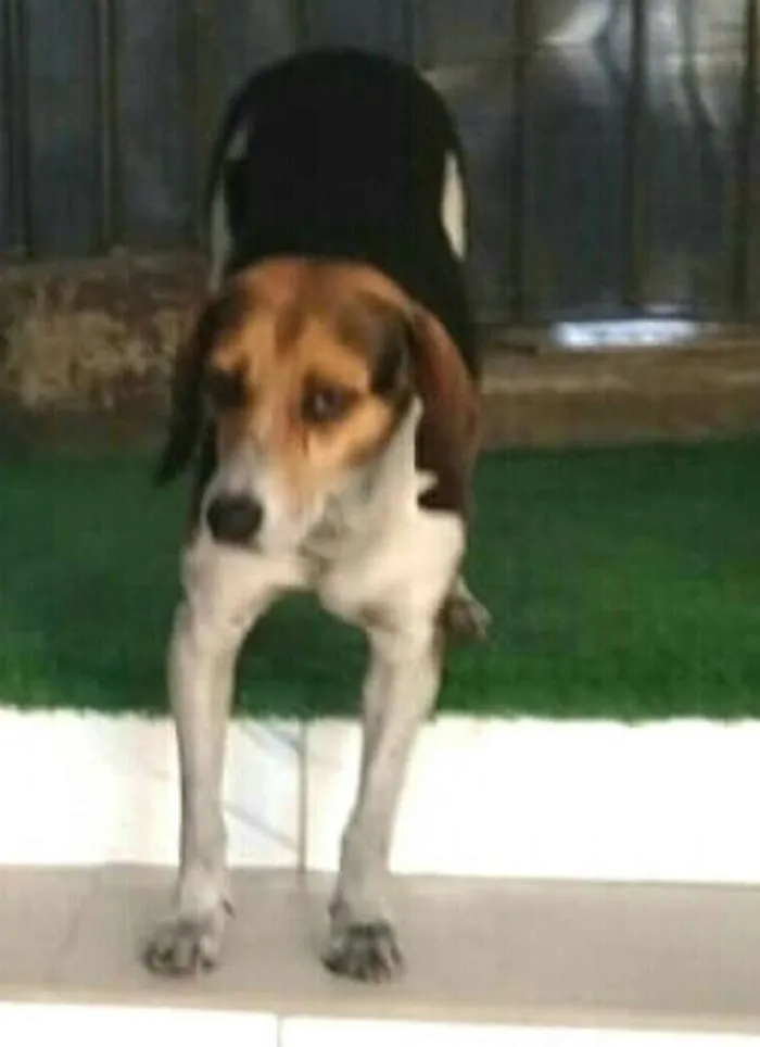 Cachorro ra a Mestiço  idade 3 anos nome Tuti