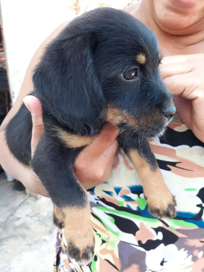 Cachorro ra a Viralata idade Abaixo de 2 meses nome Pretinho