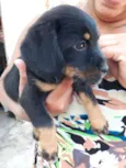 Pretinho