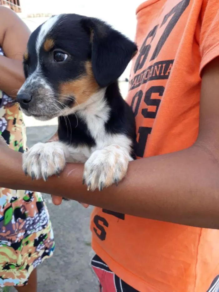 Cachorro ra a Viralata idade Abaixo de 2 meses nome Pretinho