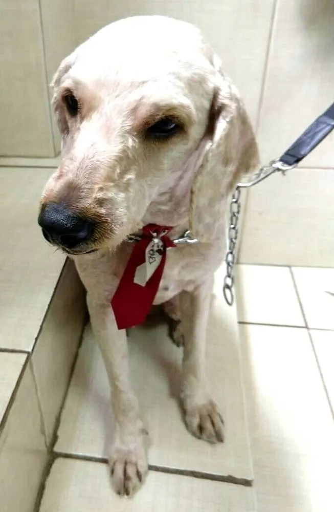 Cachorro ra a Poodle  idade 3 anos nome Caramelo 