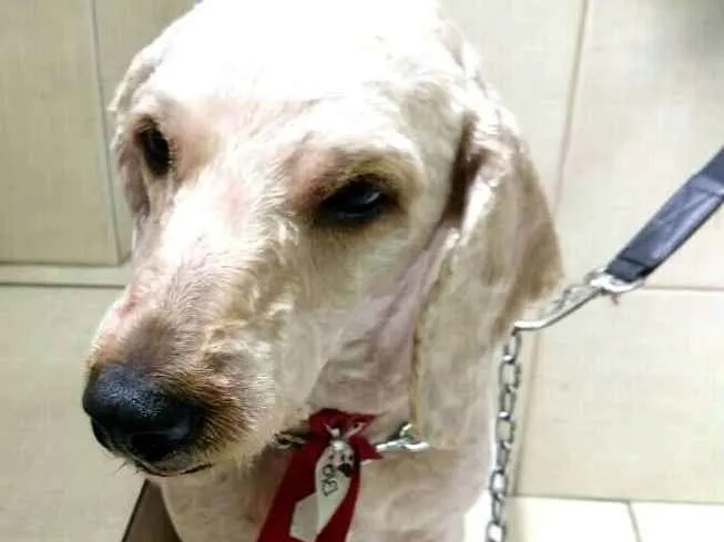 Cachorro ra a Poodle  idade 3 anos nome Caramelo 