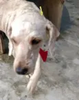 Caramelo 