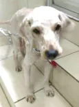 Caramelo 
