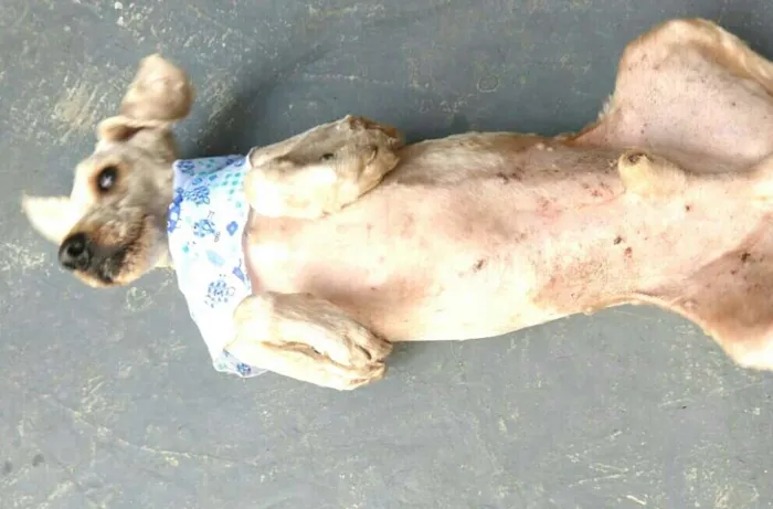 Cachorro ra a Poodle  idade 3 anos nome Caramelo 
