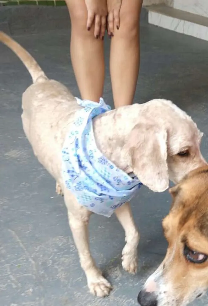 Cachorro ra a Poodle  idade 3 anos nome Caramelo 