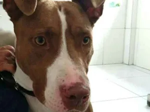 Cachorro raça Pit Bull  idade 2 anos nome Zaira 