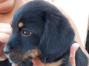 Cachorro raça Viralata idade Abaixo de 2 meses nome Pretinho