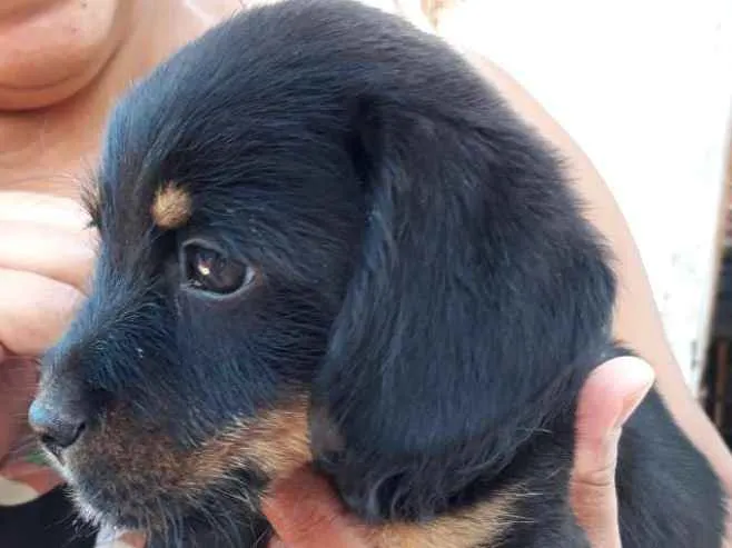 Cachorro ra a Viralata idade Abaixo de 2 meses nome Pretinho