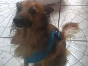 Cachorro raça Não sei idade 5 anos nome Não sei