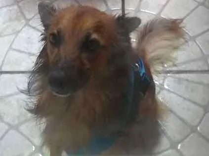 Cachorro ra a Não sei idade 5 anos nome Não sei