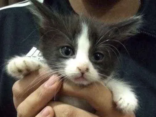 Gato ra a Misturado idade Abaixo de 2 meses nome Frajolinhas