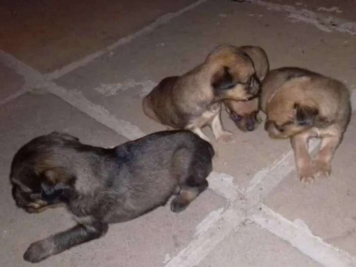 Cachorro ra a Pincher idade Abaixo de 2 meses nome Sem nome