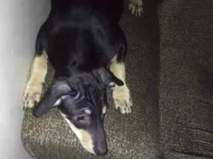 Cachorro raça Vira lata idade 7 a 11 meses nome Duque