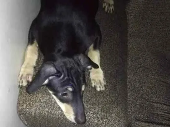 Cachorro ra a Vira lata idade 7 a 11 meses nome Duque