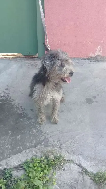 Cachorro ra a SRD idade 6 ou mais anos nome VIOLETA 